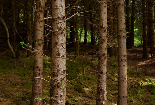 Trees without branches in a forest